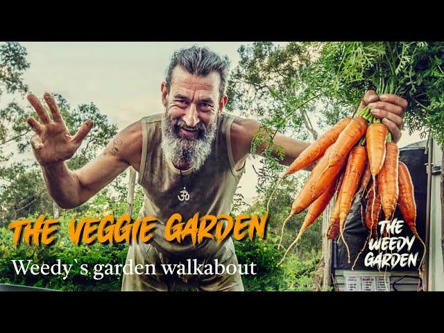 THE VEGGIE GARDEN: Harvesting a bucketload of organic goods in five minutes | Vegetable Garden