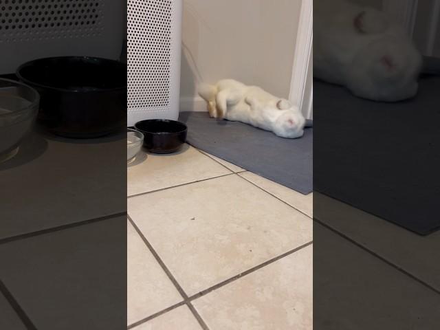 Bunny flop