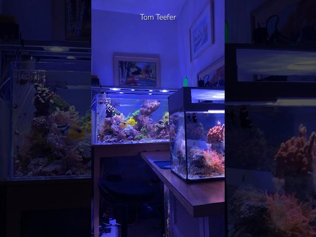 Reef Tank (WATER CHANGE - DARE DEVILS)