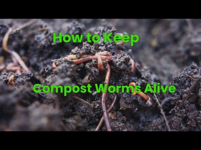 How to Keep Compost Worms Alive | Red Wigglers