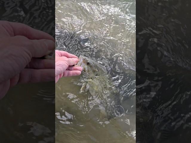 Fish Head Assassin in Montana #fishing #fishheadassassin #fishanatomy #fishhead