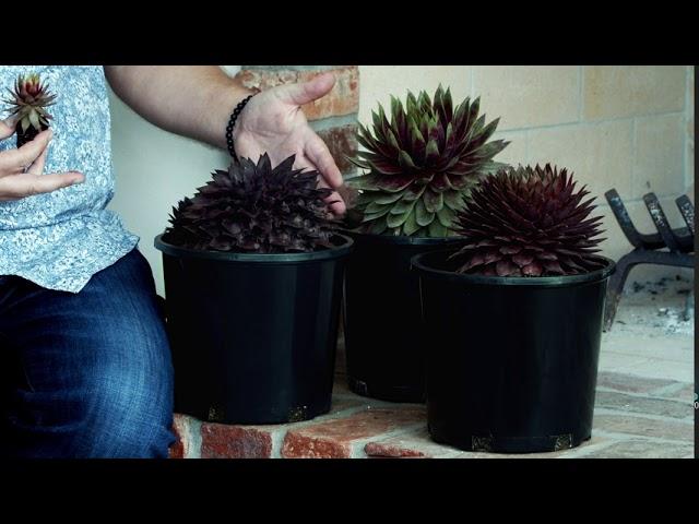 PlantHaven Video - Sempervivum SUPERSEMPS® Collection