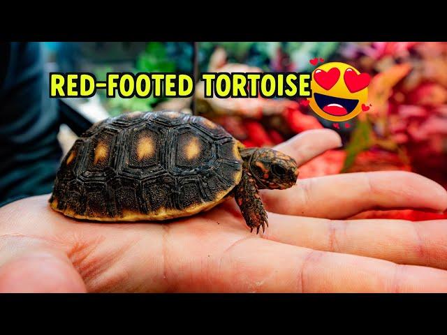 RED FOOT TORTOISE | EXO TERRA TERRARIUM | ZOO MED PRODUCTS | AQUARIUM CO-OP GLUE | MONSTER FISH