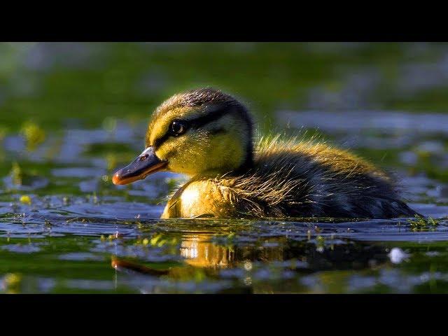 Baby Ducks first swim | Cute Baby Ducks Compilation | An amazing Day || Just Animal Videos