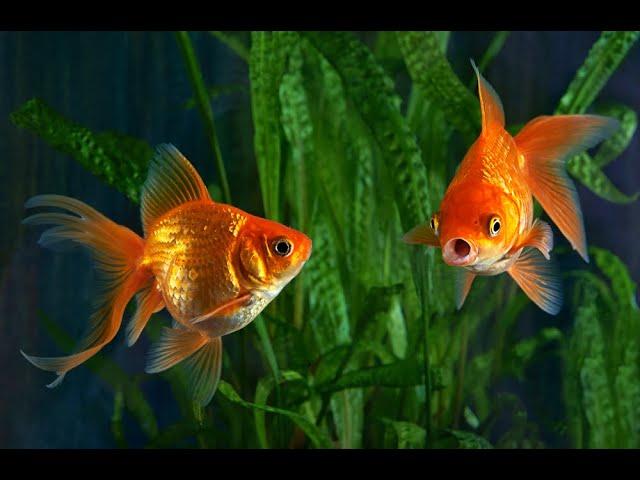 RR Aquarium Shop in Bhagalpur | Red Cap Fish | Goldfish