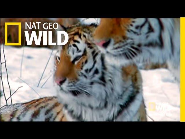 Siberia's Stripes of Death |  Nat Geo Wild