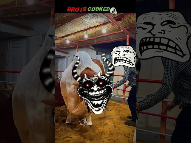 Instant Regret  | Bull Madness  #trollface #edit #shorts #bullrush #cow  #eid #bakra #animals