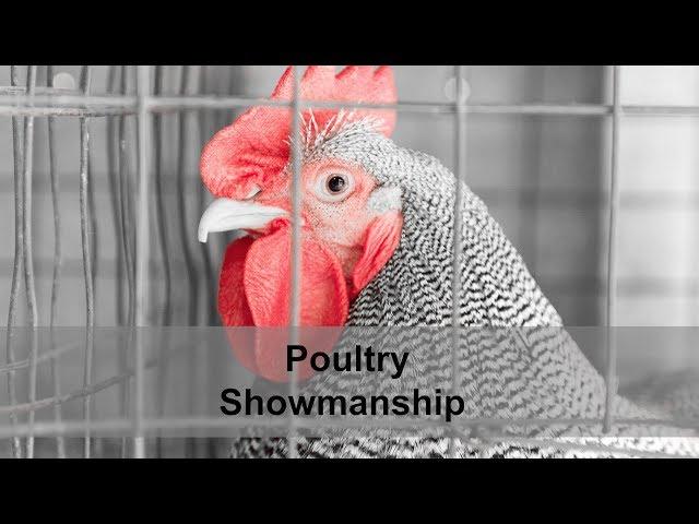 4-H Poultry Showmanship