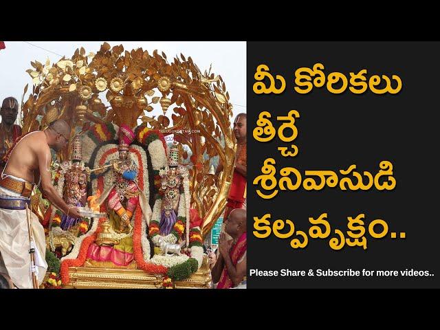 Tirumala Brahmotsavam 2024 Malayappa Swamy Rides Kalpavruksha Vahanam