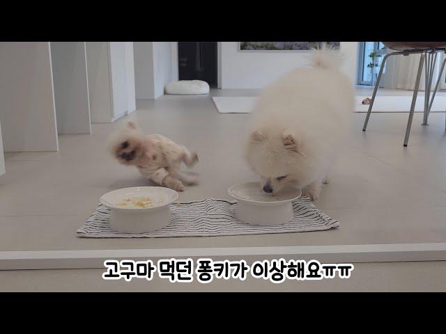 Pongki suddenly fainted while eating a snack :'( What you can do for your puppy!