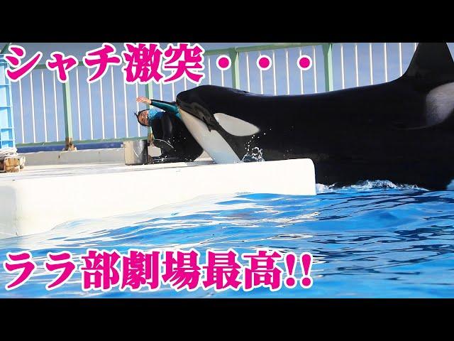 ララが勢い余って激突^^大惨事？鴨川シーワールド シャチ KamogawaSeaWorld