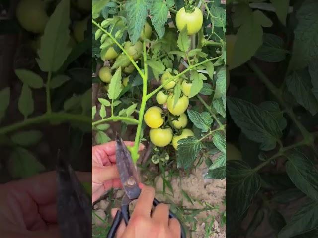 When tomatoes have grown all over the trellis, they need to be topped. #vegegarden #gardening