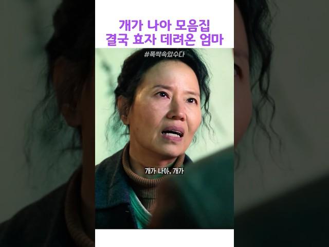 개가 나아 모음집#폭싹속았수다