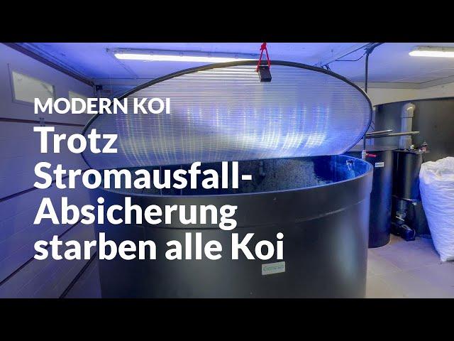 Deshalb starben alle Koi in Marcs Innenhälterung | Modern Koi Blog #6899