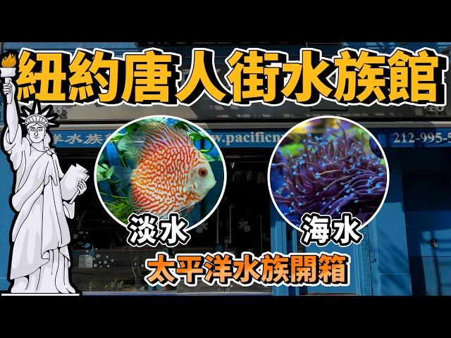 【藍箱水族】藏身紐約唐人街的水族館-太平洋水族~淡海水混合店！熱情店員與老闆的超大反差new york aquarium shop  pacific aquarium！(CC)