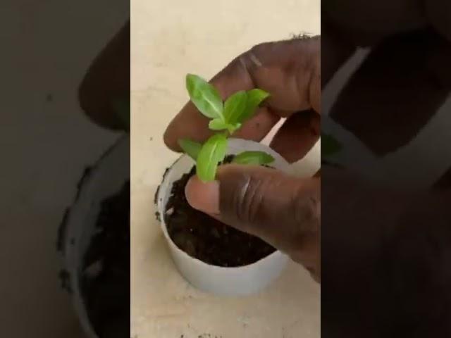 Easy way to pot up young plants#shorts