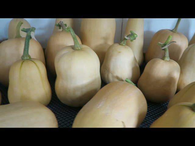 Harvesting Butternut Squashes,  Double Digging Ready For Onions.