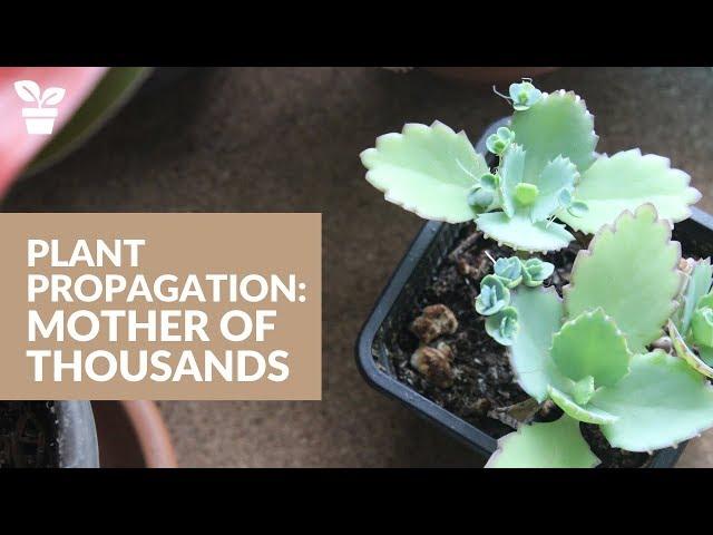 Plant Giveaway | Mother of Thousands Propagation | How to propagate plantlets