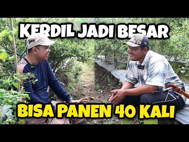 LUAR BIASA.!!! RAHASIA TANAMAN KERDIL JADI BESAR, DAN BISA PETIK CABE 40 KALI | JADAM ORGANIK