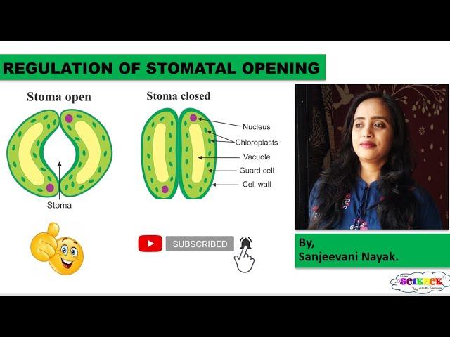 Regulation of stomatal opening. #potassium ion concentration theory #sugar concentration theory.