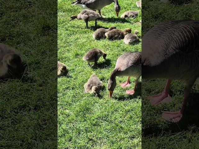 Alton Duckies