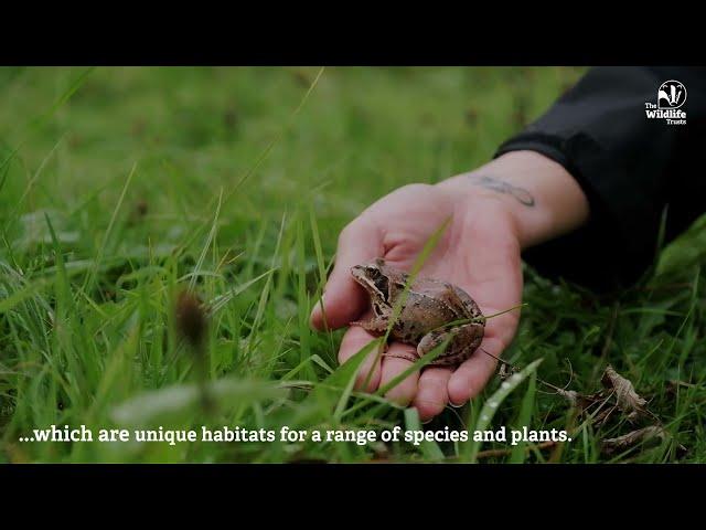 The Wildlife Trusts: Our Impact 2022