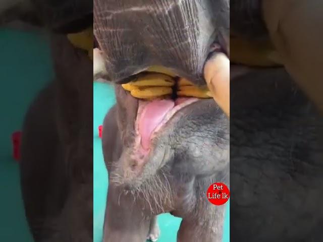 කොහොමද කෑම  | Elephant eating banana - Pet life lk #Shorts