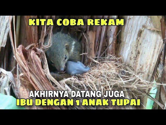 SARANG TUPAI KEKES, KITA COBA MEREKAM AKTIFITAS TUPAI KEKES