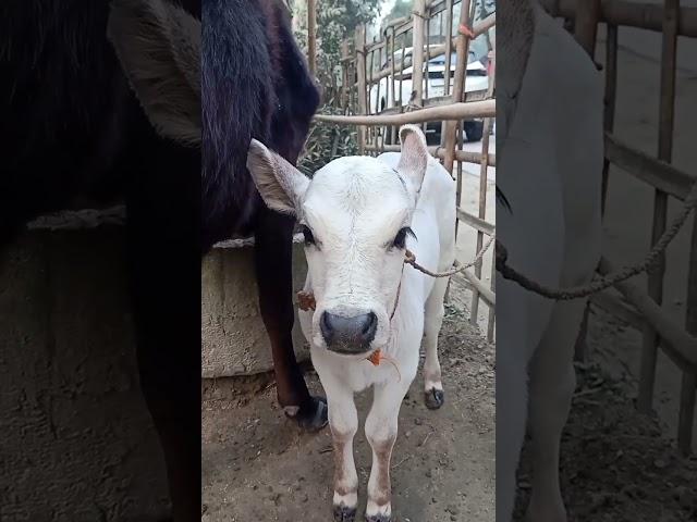 Cute baby cow sound