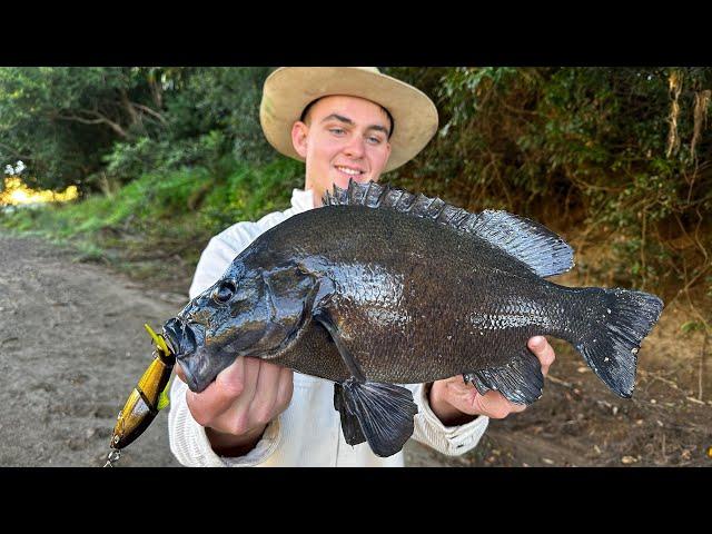 WE CAUGHT SOME GREAT FISH!!! Sooty Grunter Fishing SEQ (Huge Soots, Bass, Toga)