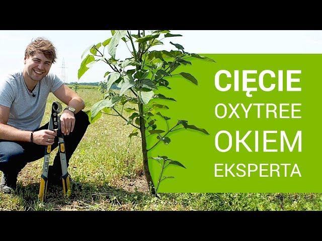 Zobacz, jak prawidłowo ciąć roczne Oxytree