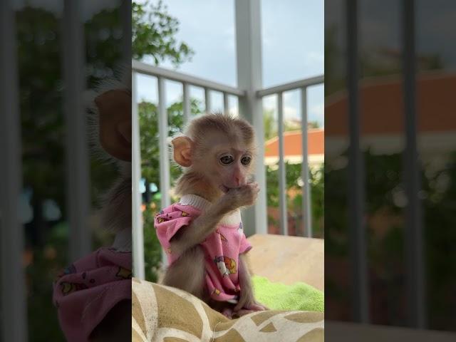 Monkey Living the Life of Luxury