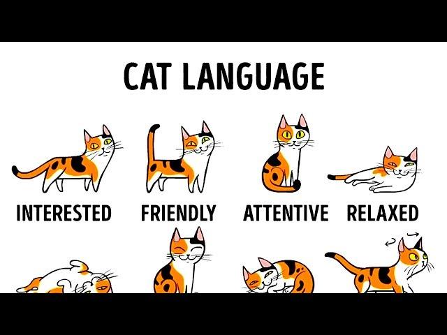 HOW TO UNDERSTAND YOUR CAT BETTER