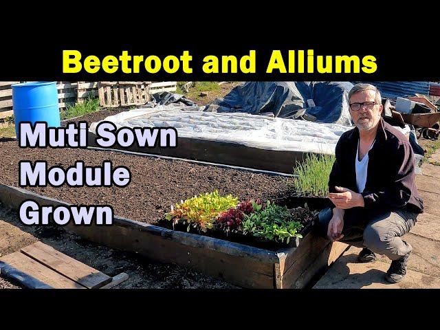 Beetroot | Onions | Shallots | Multi Sown Modules | Green Side Up
