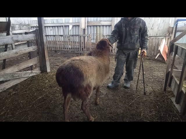 Овцеводческое хозяйство Алехина Владимира Ильича под Угледаром Донецкой области