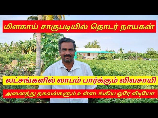 மிளகாய் சாகுபடி/green chilli cultivation full detailed video.