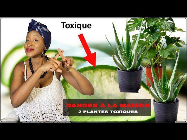 DANGER DANS VOTRE MAISON: 2 PLANTES TOXIQUES À EVITER