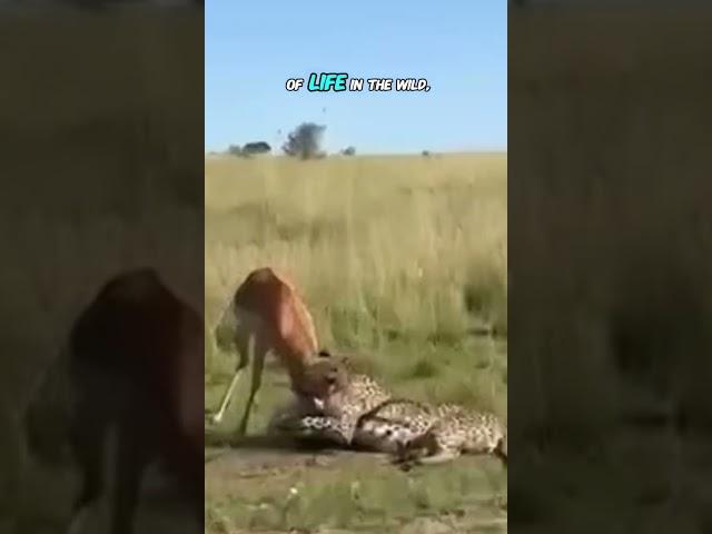 Cheetah vs Impala Fierce Fight, Dramatic Moments in the Savanna #Animal Life #Impala #Cheetah