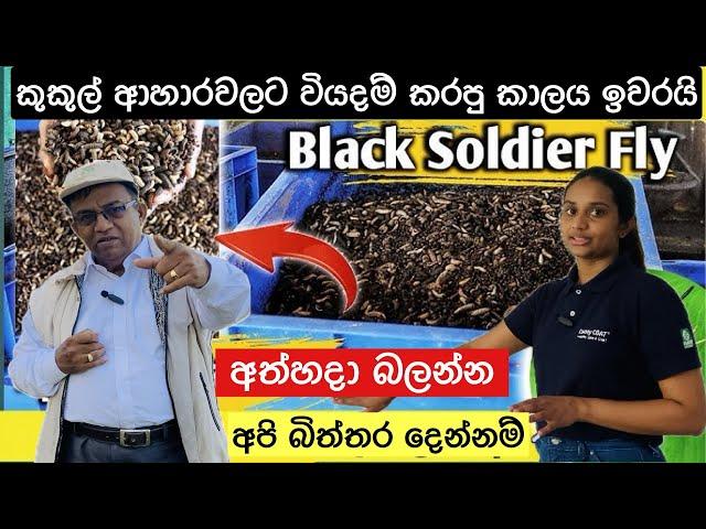 ලංකාවේ විශාල BSF ගොවිපළක්🪰/A large BSF farm in Sri Lanka🪿#bsf #bsf_farming #poultryfeed #organic