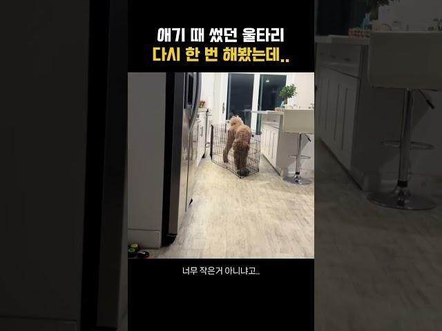 애기 때 섰던 울타리 다시 한 번 해봤는데