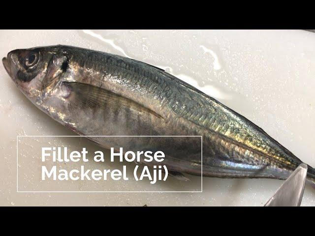 Japanese chef fillets a Horse Mackerel(Aji)