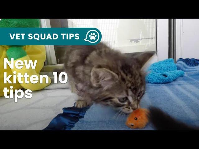 New #kitten? 10 things you NEED to know | PET CIRCLE