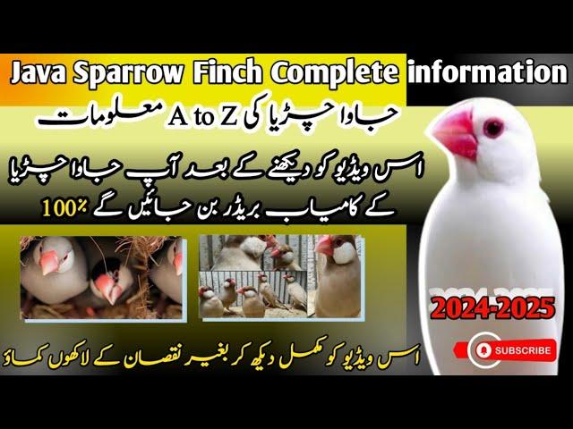 Java Sparrow Complete Information | 2023/2024 | Java Sparrow Full Information