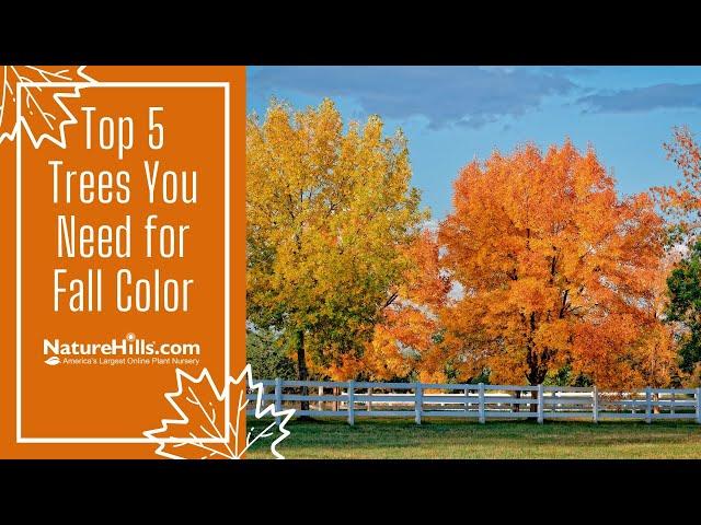 Top 5 Trees You Need for Fall Color | NatureHills.com