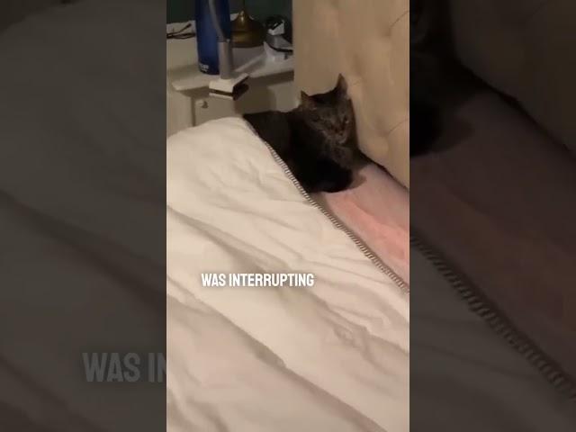 Her cat was sleeping in her bed like a human -glamcraze.com #catsleeping #catbed #antianxiety #cats