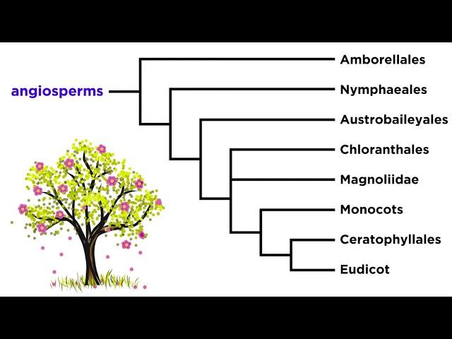 Angiosperm Diversity: Monocots and Eudicots