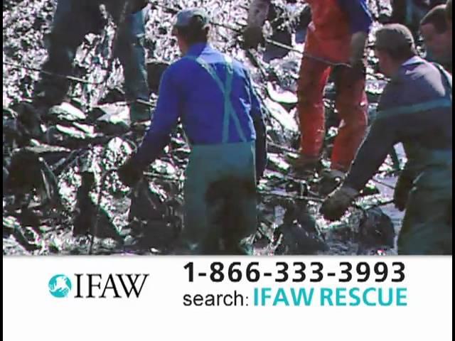 IFAW TV Spot "Blackie II" - January, 2011