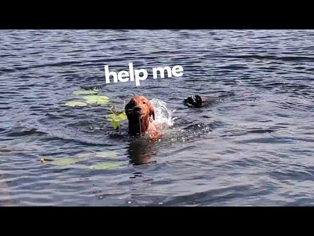 Golden Retriever Puppy Discovers How To Retrieve Lilly Pads