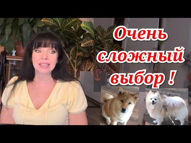  ДЕЛАТЬ ИЛИ НЕ ДЕЛАТЬ ВОТ В ЧЁМ ВОПРОС КАК ВЫ СЧИТАЕТЕ Ruta Vlog @HozajushkaRuta @RutaLutkevica