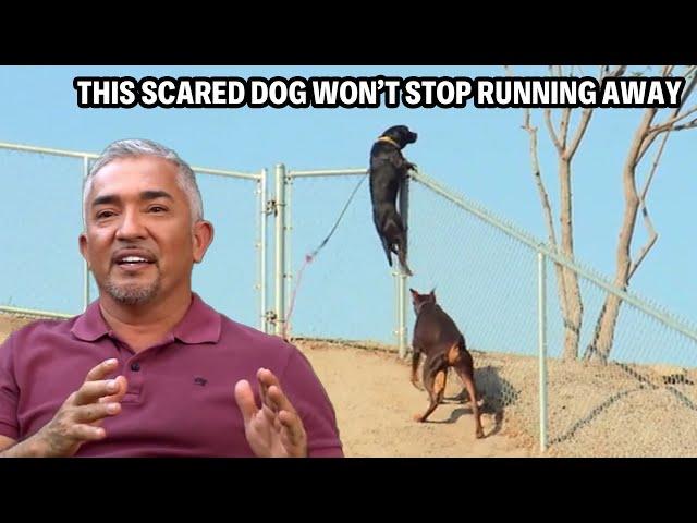 Panicked Rescue Dog Has Ran Away Over 100 Times?! | Cesar 911 Throwbacks